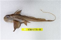 藏品(銀鮫)的圖片